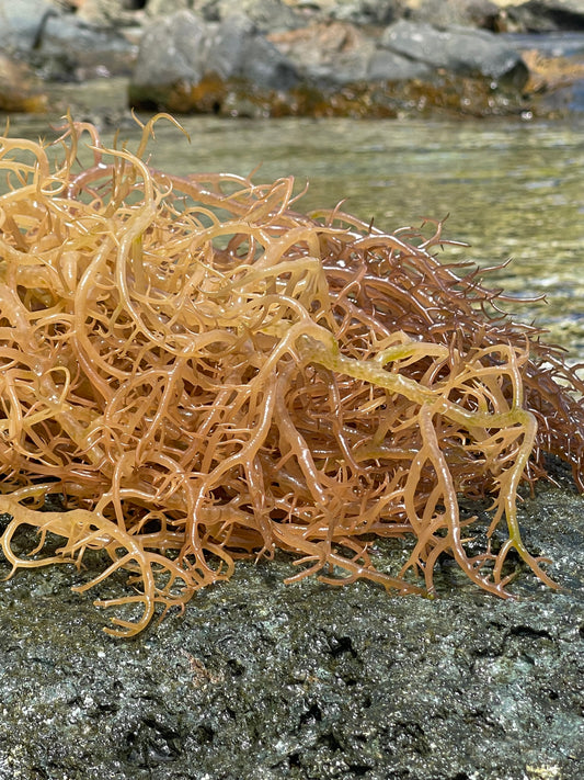 So, here's our little Sea Moss story...