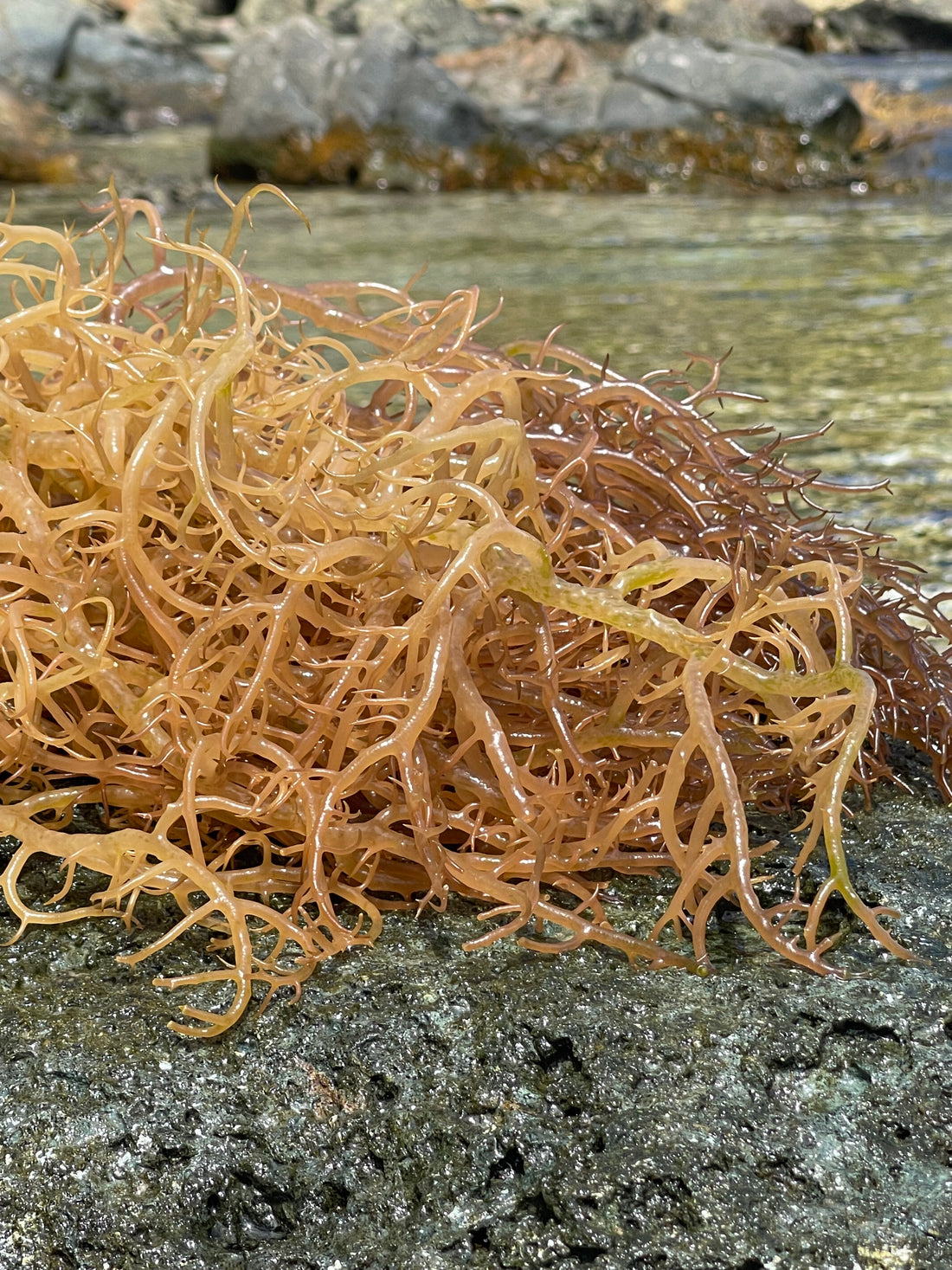 So, here's our little Sea Moss story...