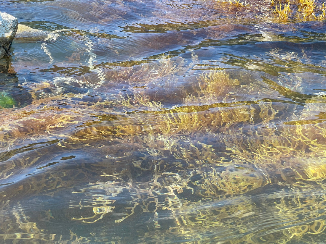 Understanding the Difference Between Chondrus Crispus (Irish moss) and Warm Water Seaweeds (Sea moss)